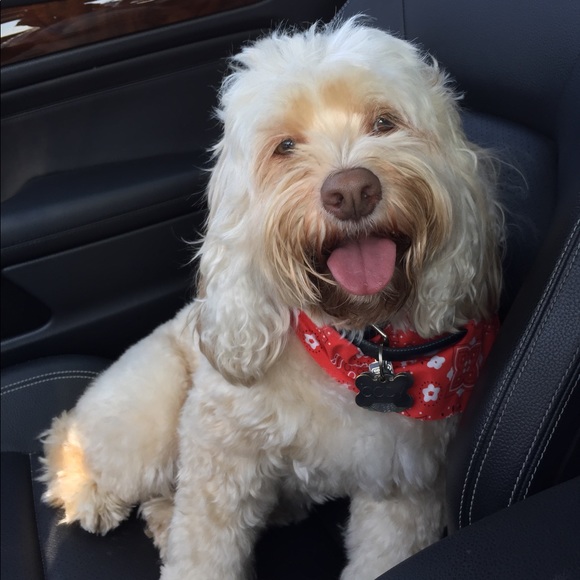 🐻 Bears Gear 4 $ale 🩲 - Picture 9 of 15